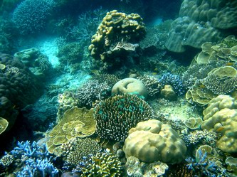 corals phayam