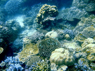 corals phayam