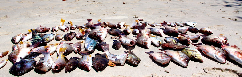 fishing phayam island